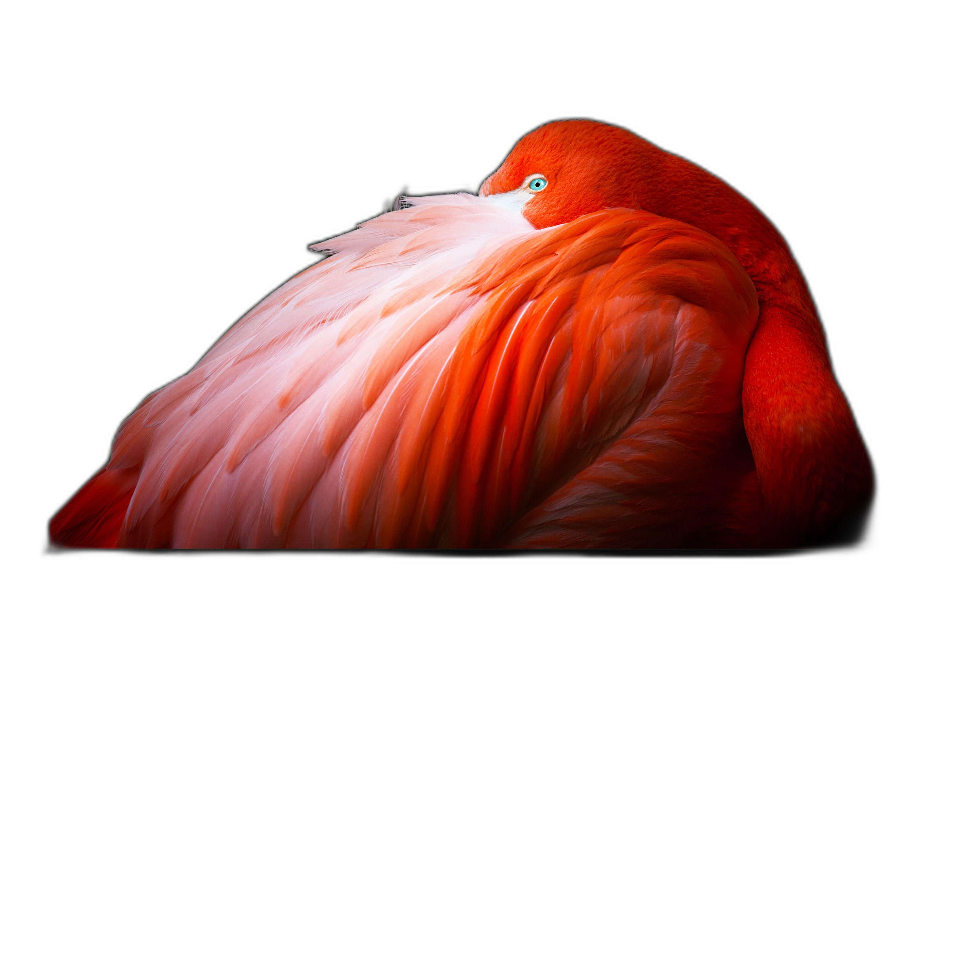 شاشة أبل XDR 32 بوصة