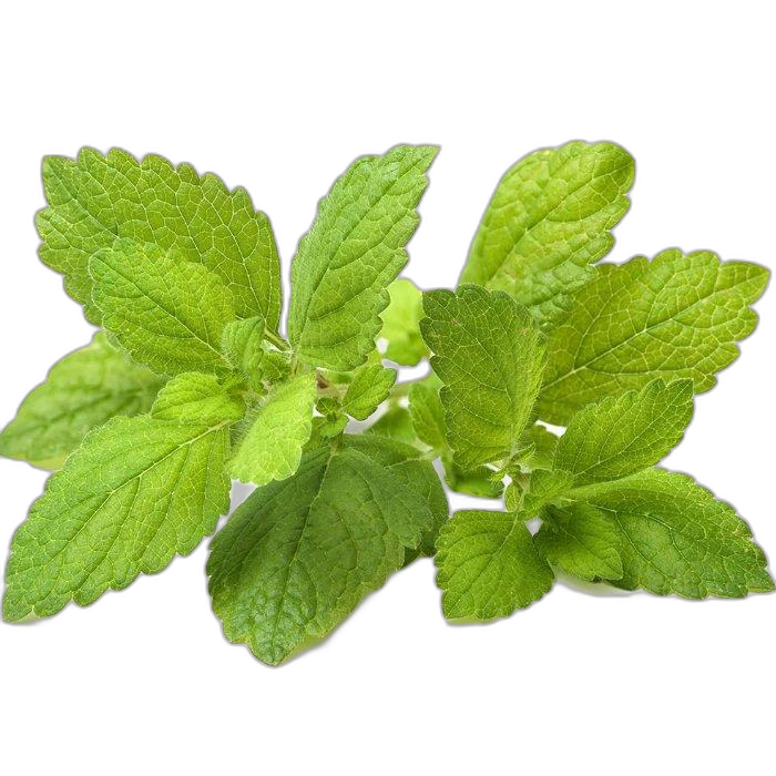 Click And Grow Plant Pods, 3-Pack, SGR12X3 – Lemon Balm