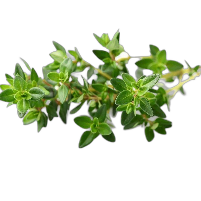 Click And Grow Plant Pods, 3-Pack, SGR17X3 – Thyme