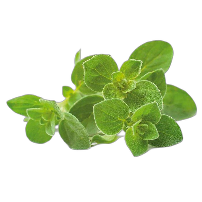 Click And Grow Plant Pods, 3-Pack, SGR31X3 – Oregano