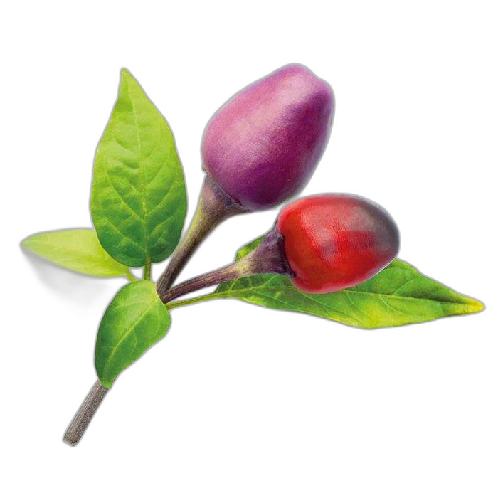 Click And Grow Plant Pods, 3-Pack, SGR46X3 – Purple Chili Pepper