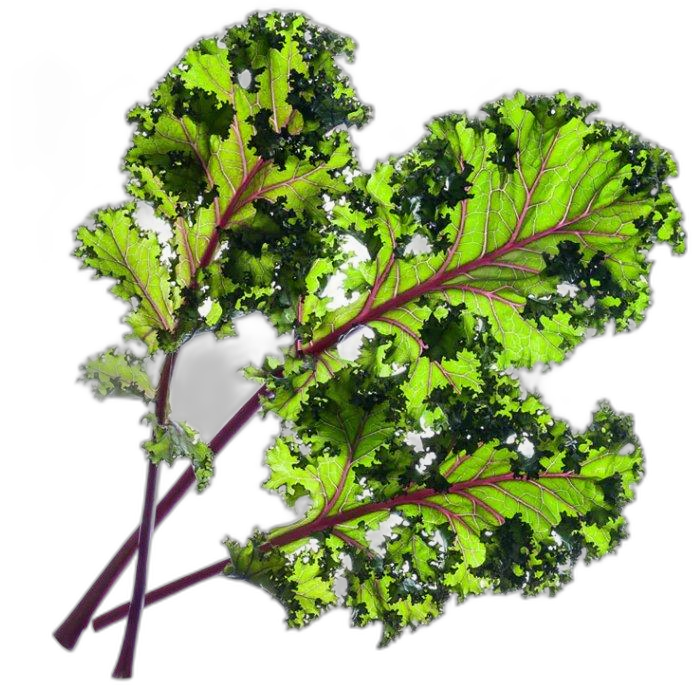 Click And Grow Plant Pods, 3-Pack, SGR47X3 – Red Kale
