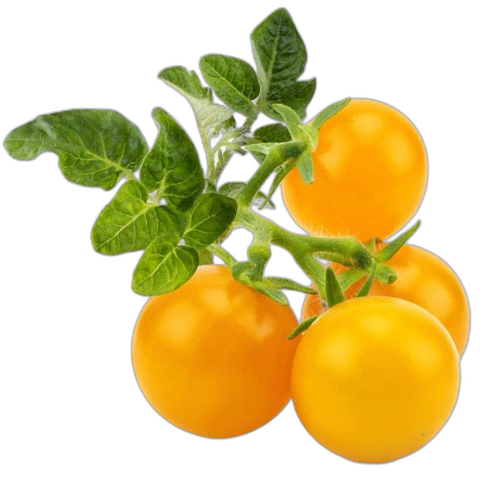 Click And Grow Plant Pods, 3-Pack, SGR57X3 – Yellow Tomato