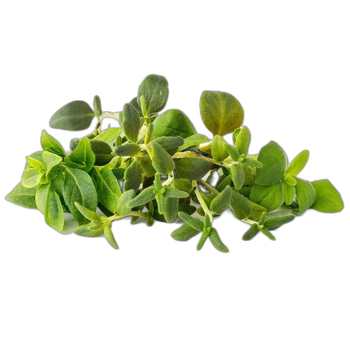 Click And Grow Plant Pods, 9-Pack, PPMIPX9 – Italian Herb Mix