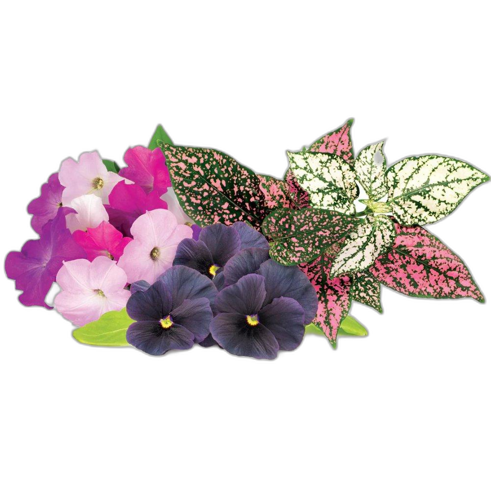 Click And Grow Plant Pods, 9-Pack, PPMVFX9 – Vibrant Flower Mix